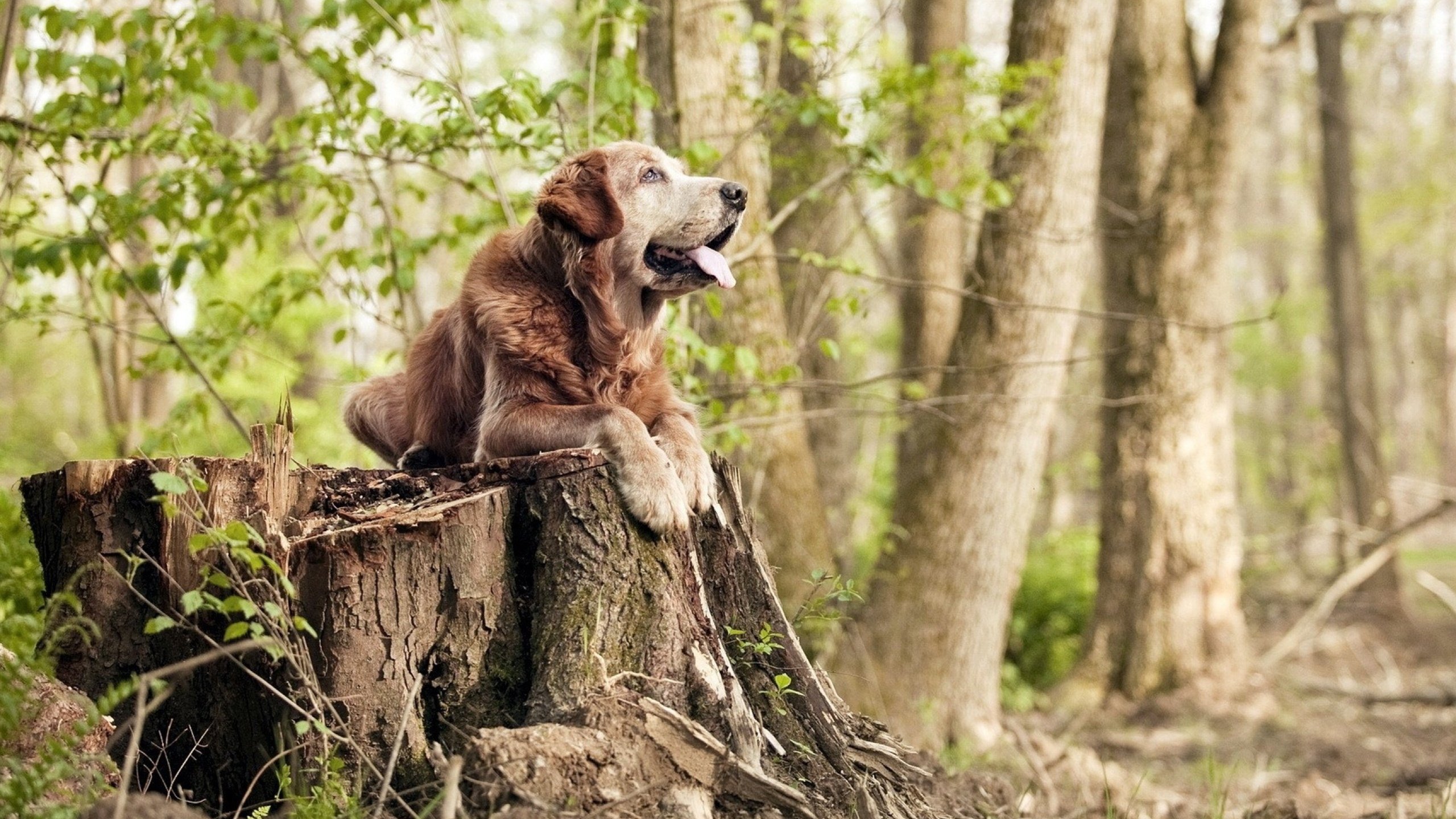 kaiyun体育综合-世俱杯决赛:冠军归属悬念一触即发,世俱杯夺冠