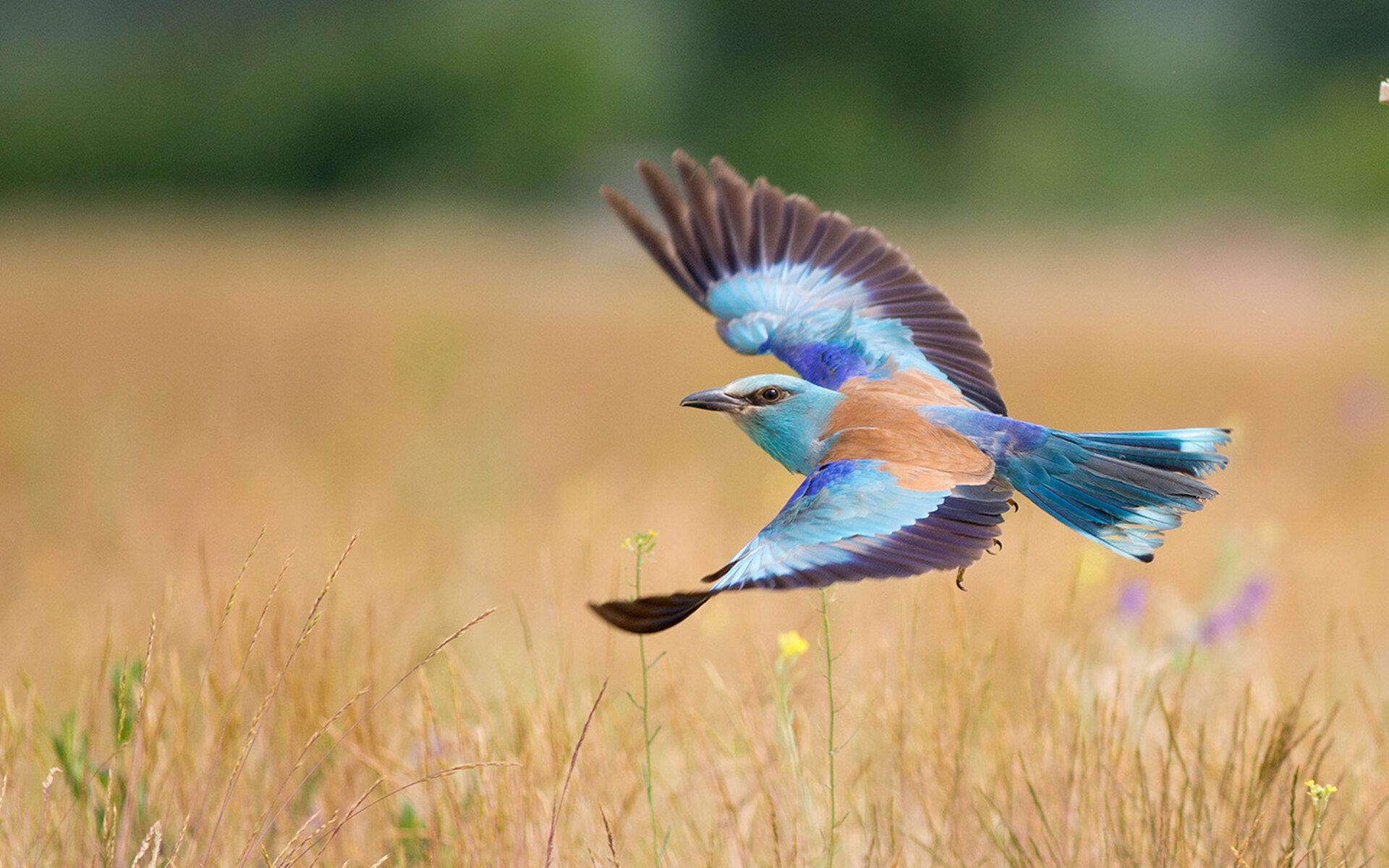 开云·体育官网APP下载-法甲青训项目引入情绪管理培训提升技战术稳定性,法甲青训排名