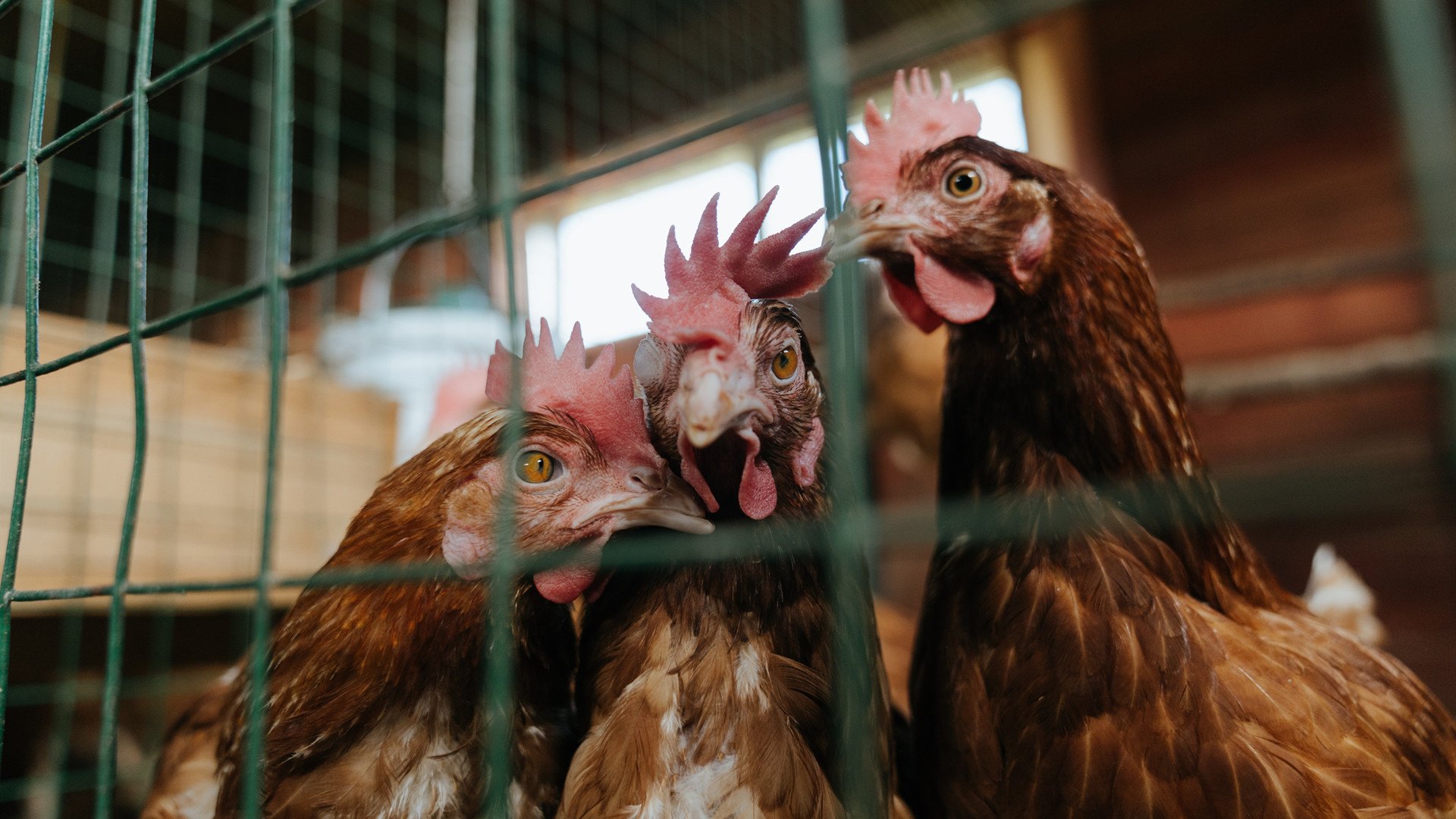 开云kaiyun-中国女篮调整进攻节奏保持比赛主动权,中国女篮进步