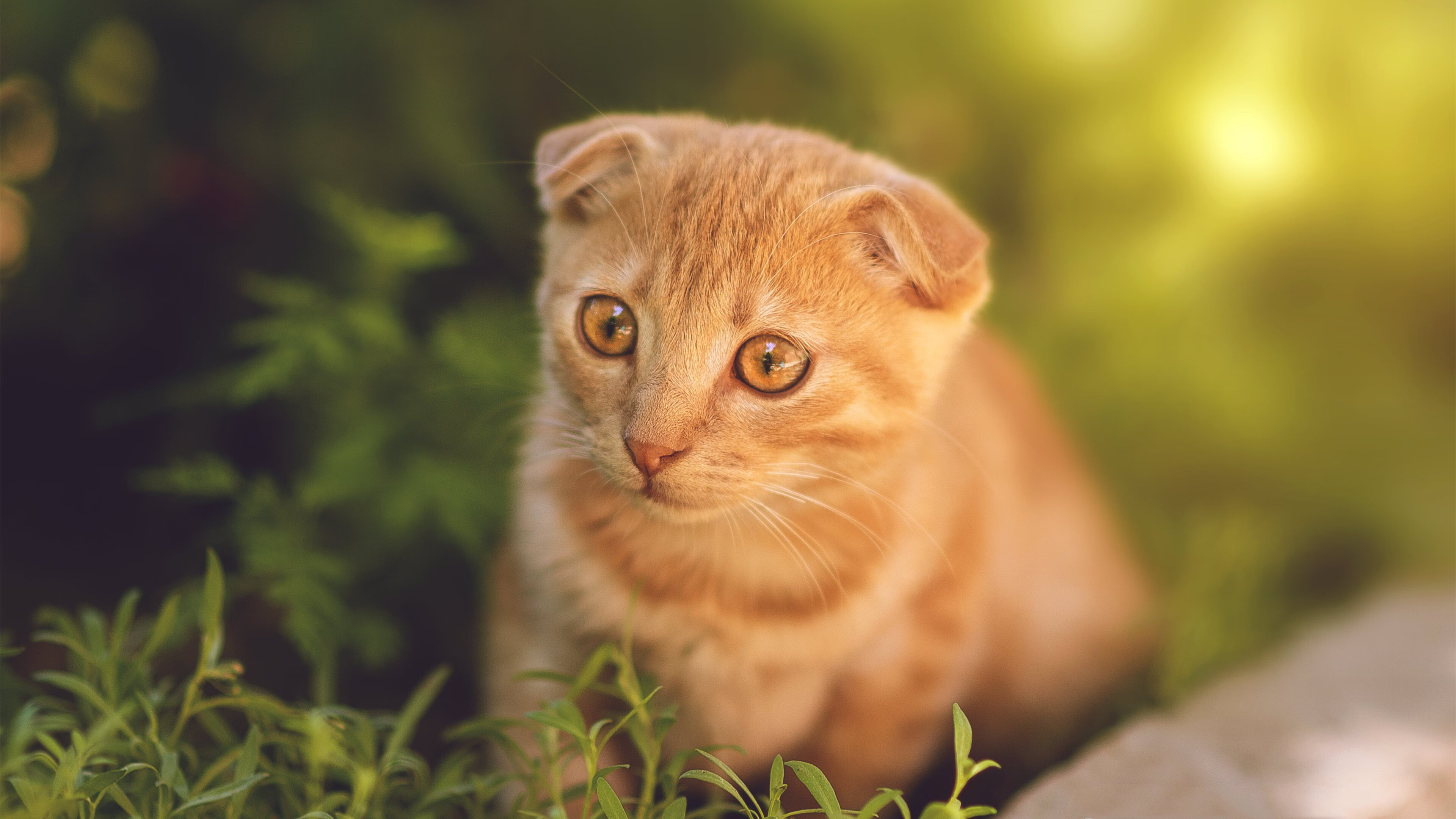 开云kaiyun-体育新闻中心联合平台推动体育直播弹幕互动规范化，体育直播信息