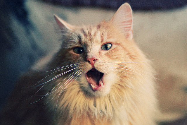 开云中国-山西龙狮通过对位调整有效限制对手主攻点,龙狮发展