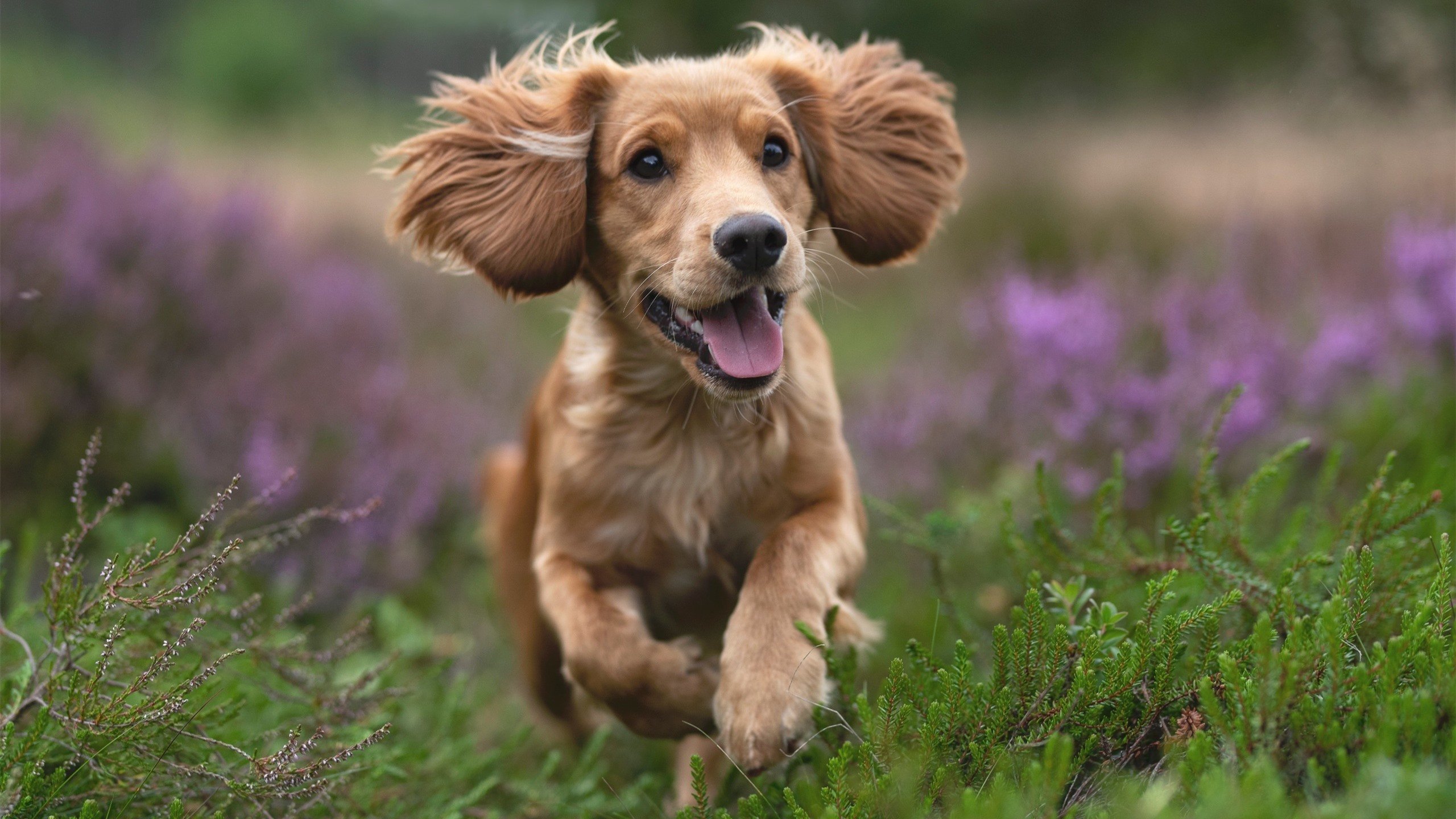 开云官方-张雨霏蝶泳段强势追回劣势，蝶泳冠军张雨霏是哪里人