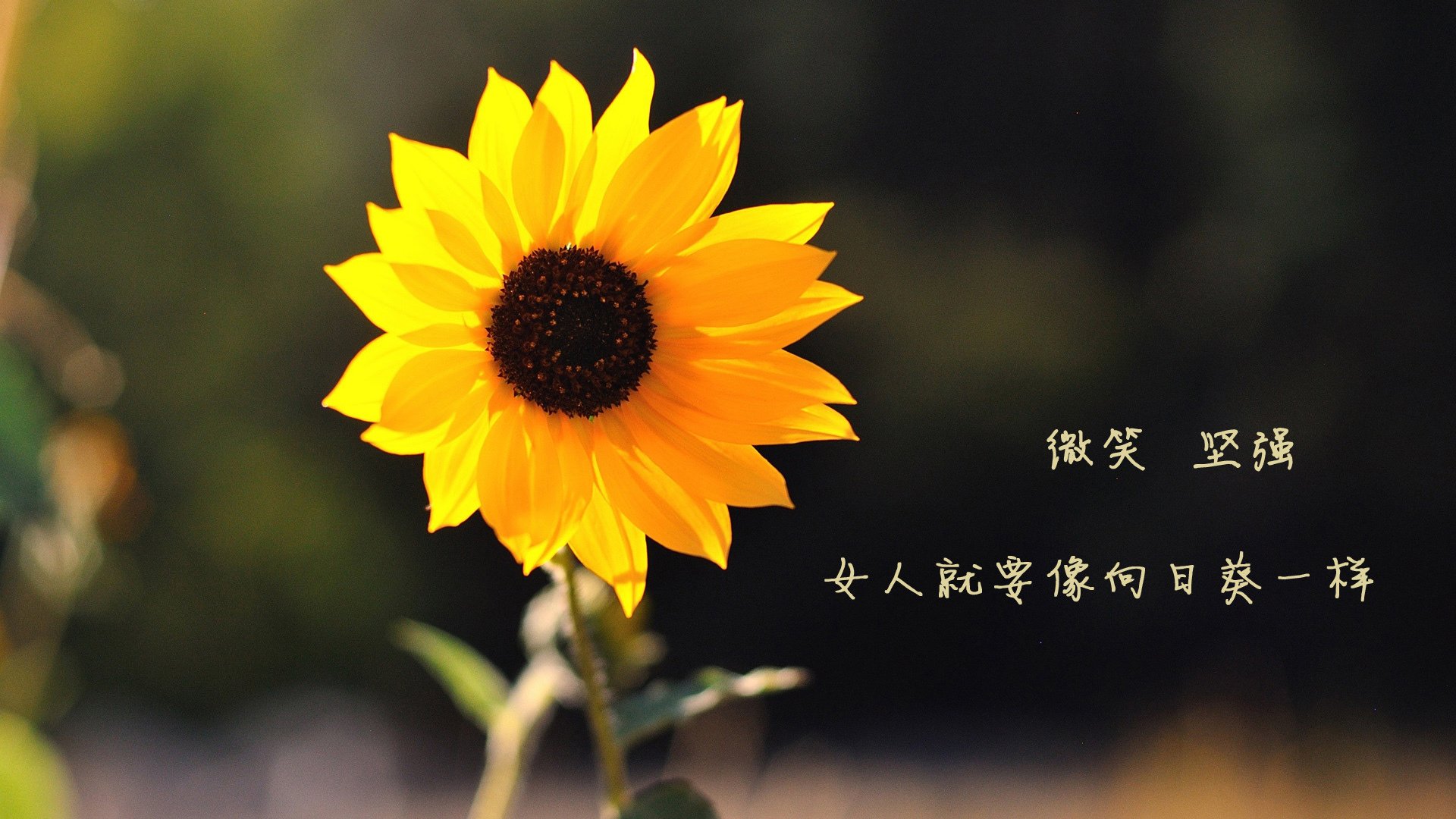 开云网页版-热刺锋线频繁换位造成混乱局面，热刺巅峰阵容