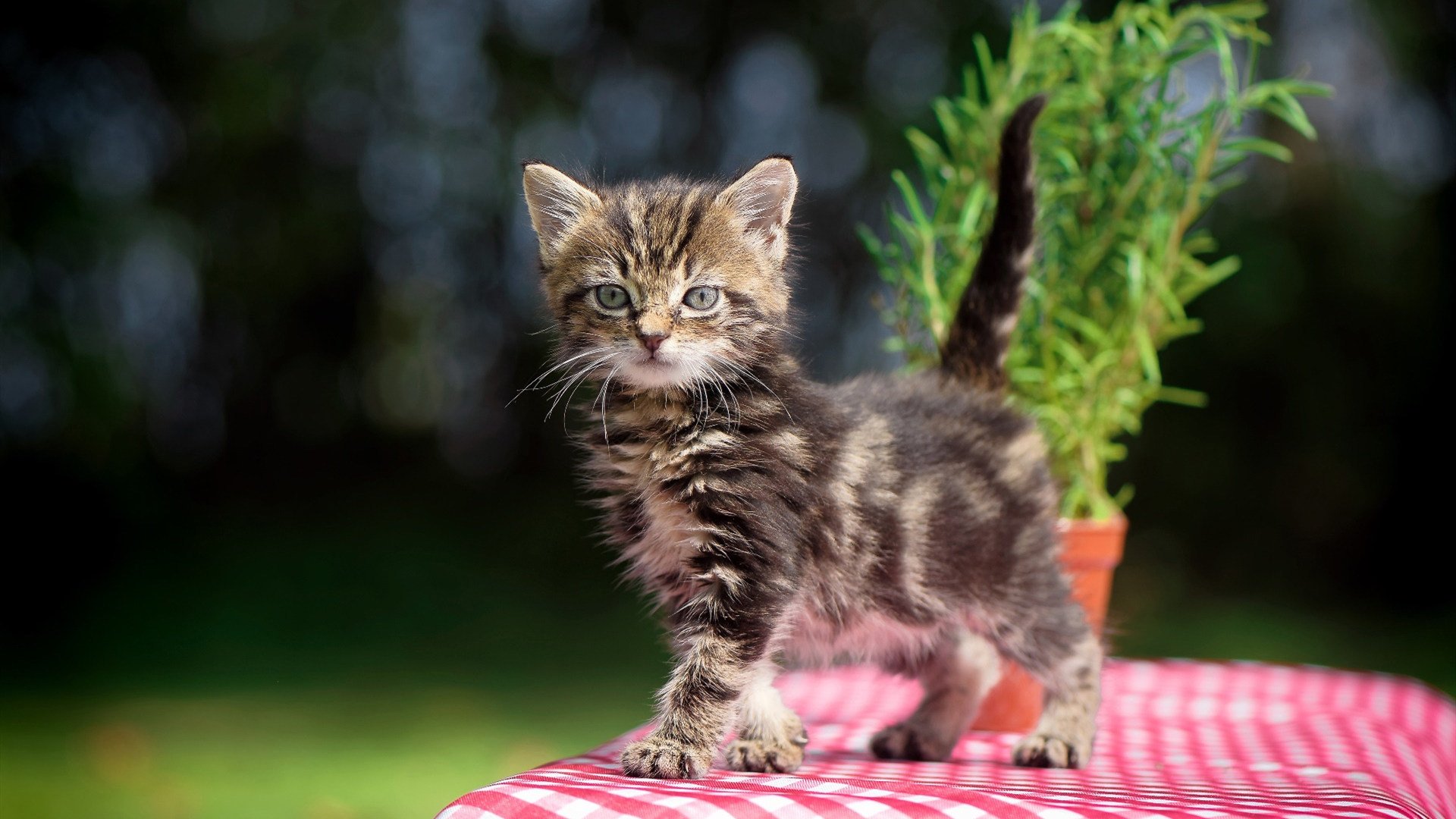 Kaiyun APP-球员节奏变化能力是否影响突破成功率,球队节奏