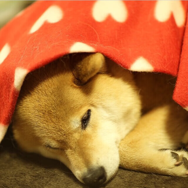 开云网页版-田径世界杯中国队冲刺项目取得历史突破,世界杯中国队11次冲击