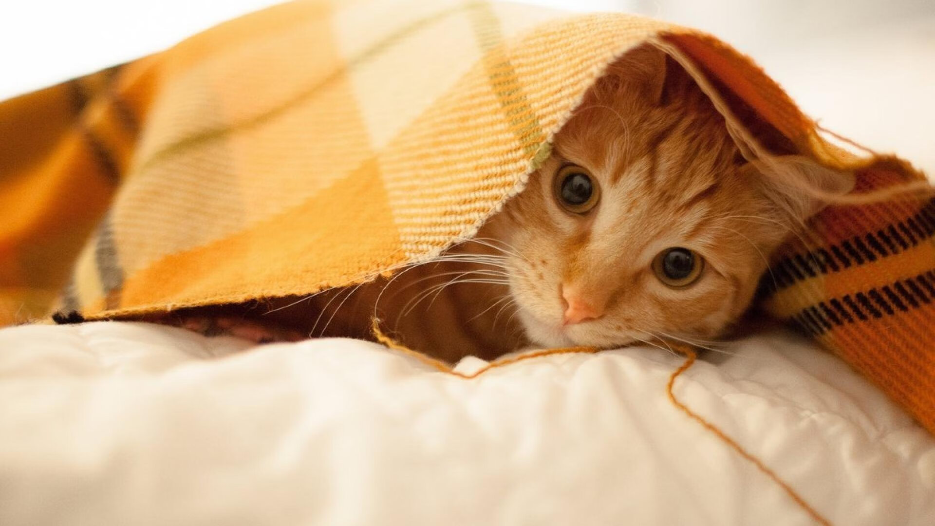 开云官网APP下载-突尼斯希望中场调度乏力,传控受限