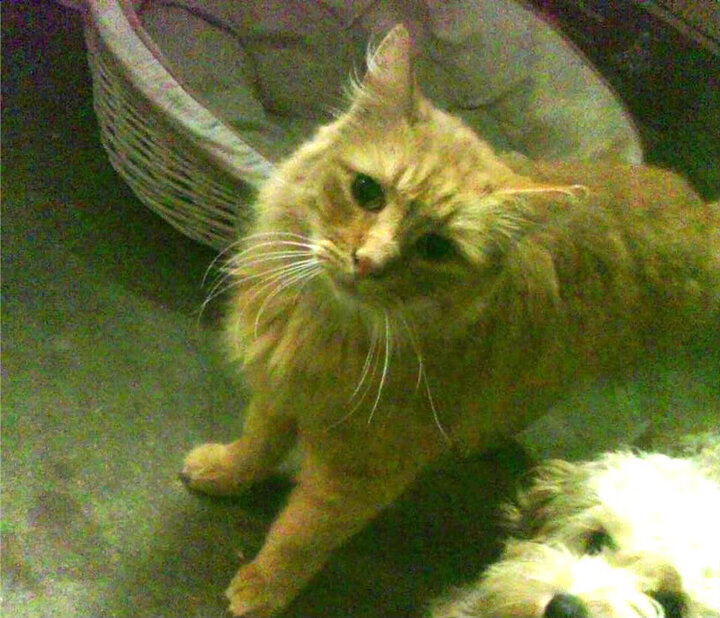 KAIYUNAPP-“诺克·达维德·彼得森:南非羚羊队的进攻核心”