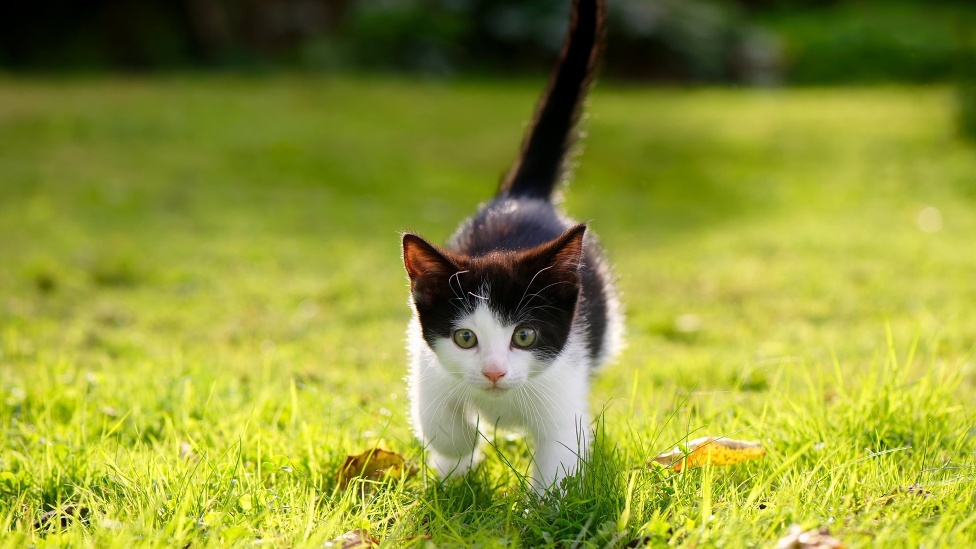 开云·体育官网APP下载-切拉苏奥洛极限发力 游出巅峰速度,切尔西拉伊奥拉