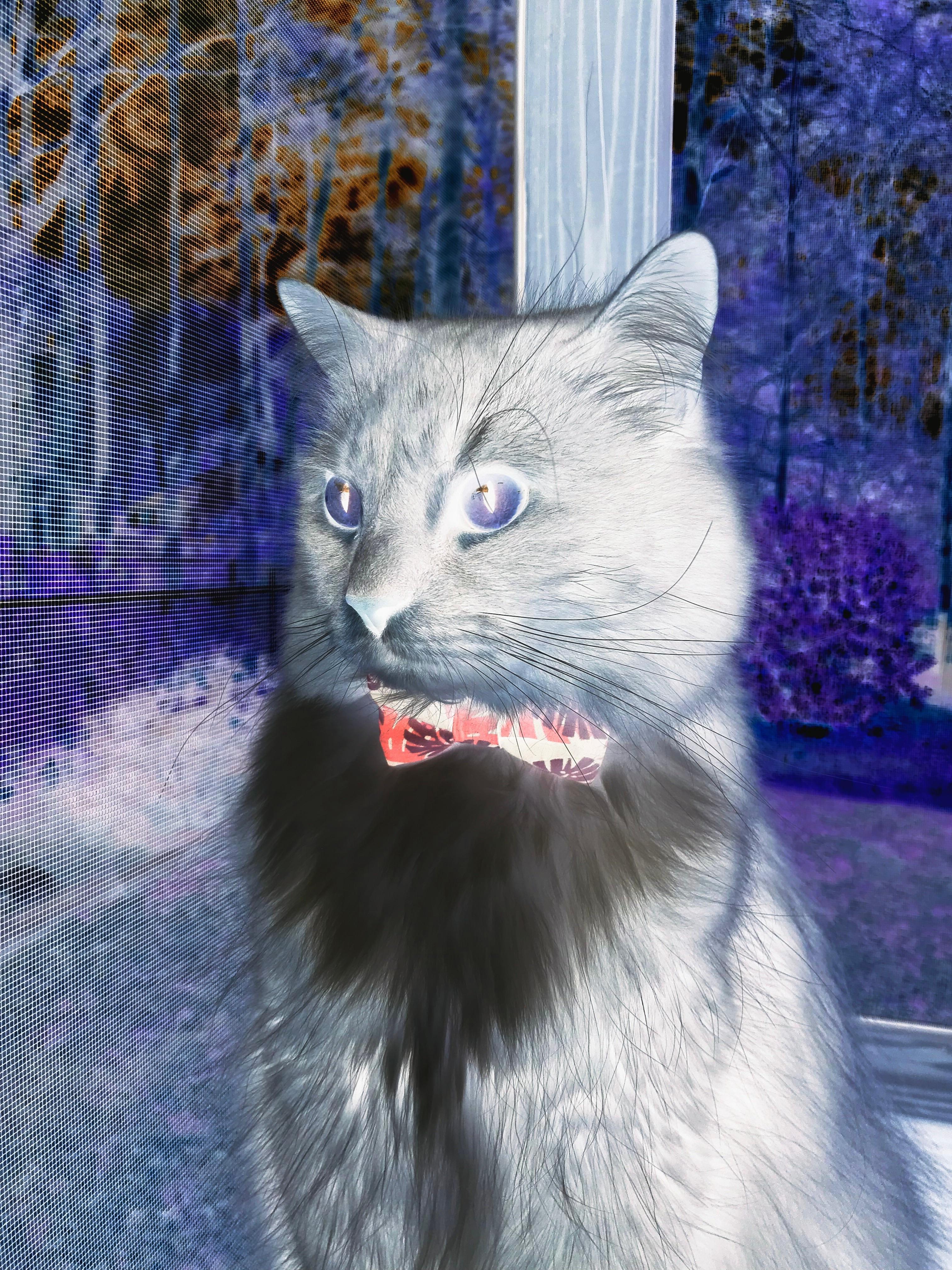 开云kaiyun-尼尔·巴特尔在橄榄球赛场上的稳定表现,提升袋鼠队整体实力,巴特尔防奥尼尔