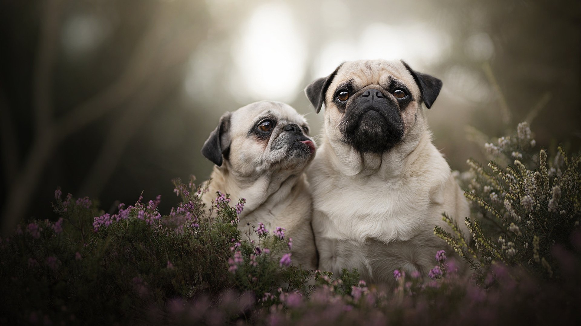 开云体育APP下载-张雨霏在采访中表达对家人感谢,张雨霏回答记者提问