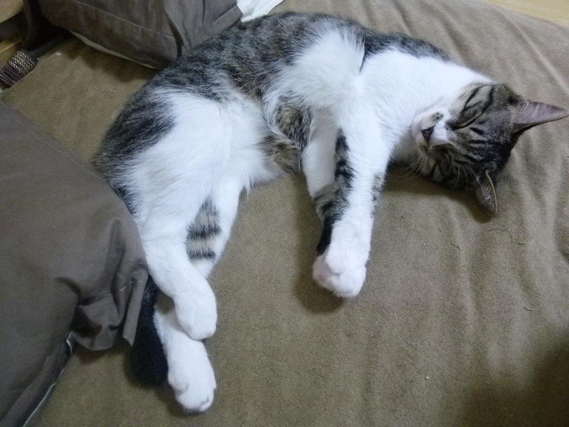 kaiyun官方入口登录-美洲杯震撼登场：全场精彩瞬间集锦！，美洲杯经典比赛