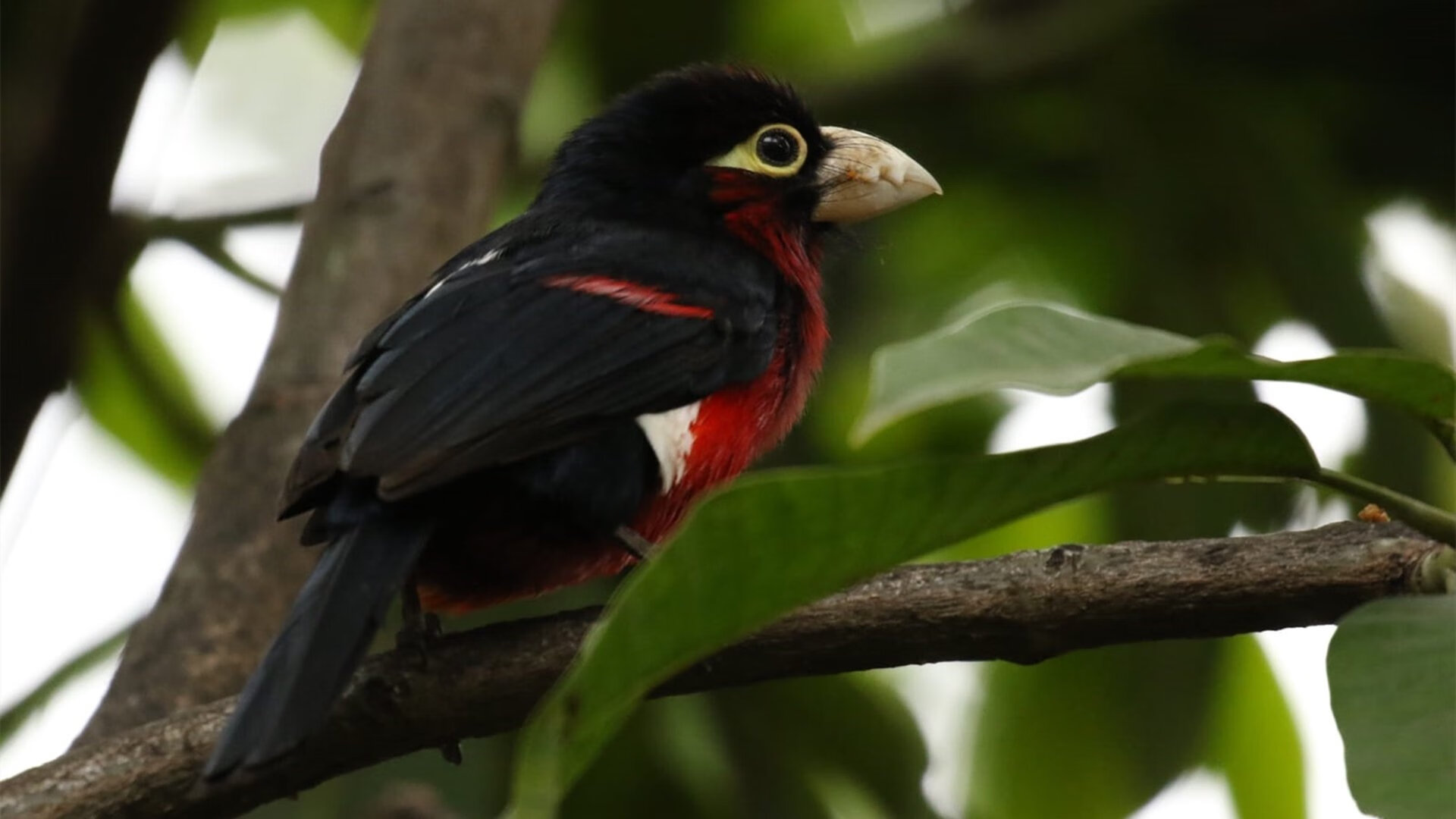开云体育APP下载-苏格兰橄榄球逐渐崭露头角,世界赛事上屡次惊艳,苏格兰队简介