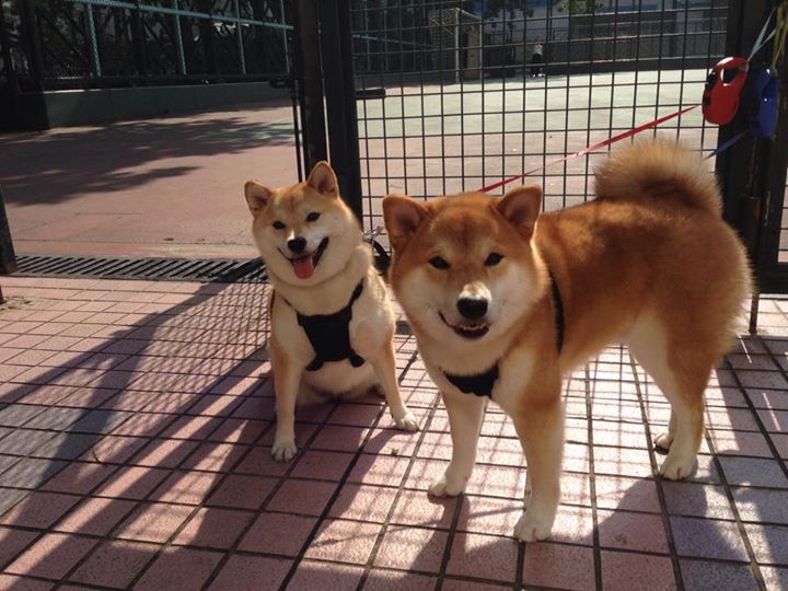 开云体育APP下载-苏格兰橄榄球逐渐崭露头角,世界赛事上屡次惊艳,苏格兰队简介